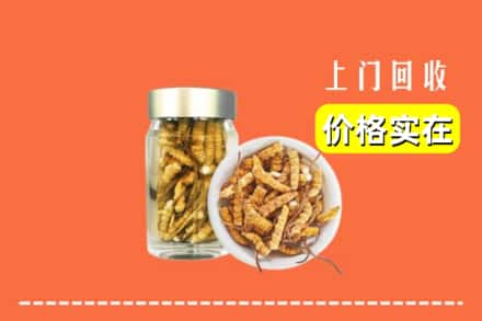 南宁市良庆回收散虫草